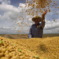 LAVOURA DE SOJA NA REGI&Atilde;O DE BALSAS - PRODUTOR ELDER CREMOZINE