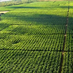 Divulga&ccedil;&atilde;o/Codevasf