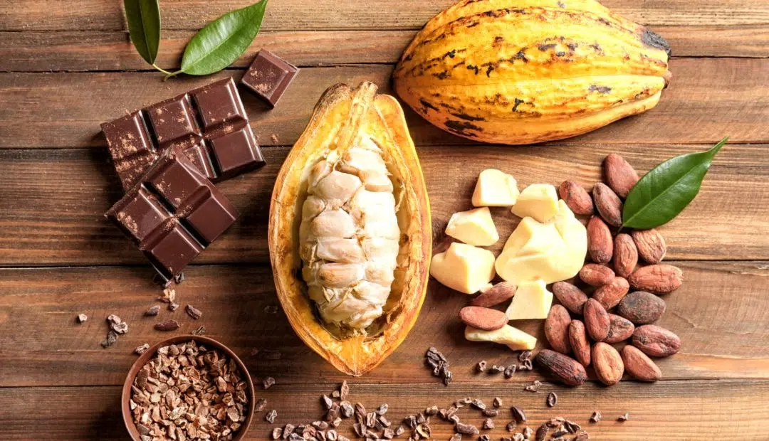 Cacau em crise: preço derrete 65% em 2 anos